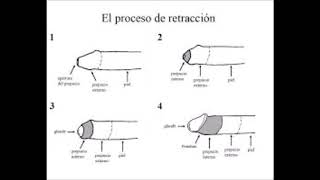 PREPUCIO [upl. by Eecyaj692]
