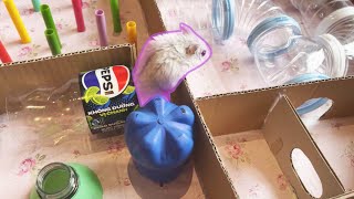 My Hamster Playing With Maze Heart Shaped Having Fun With Pool And Pipe Hamster cute petlover [upl. by Akahc]