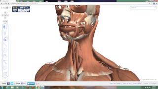 Exploreaza anatomia corpului uman in 3D [upl. by Doris]