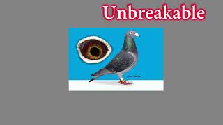 i – 4 Louella Pigeon World ♠”Unbreakable” old Lines of Jan Aarden♠ [upl. by Yracaz]