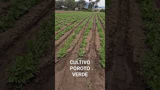 CULTIVO POROTO VERDE [upl. by Mercorr]