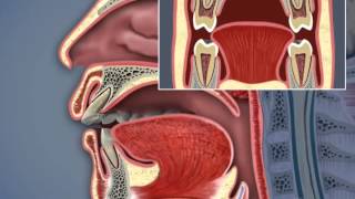 Airway and TMJ [upl. by Hizar]