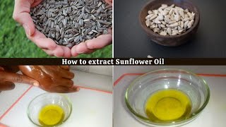 How to make Sunflower oil at home [upl. by Adnirolc987]