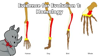 The Evidence for Evolution Homology [upl. by Jocelyne294]