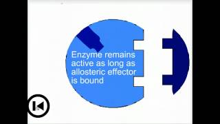 Enzymes amp allosteric regulation  Biofundamentals [upl. by Donough]