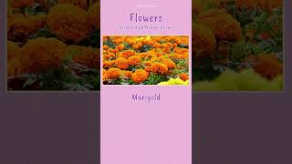 Which Flower is this English Vocabulary Builder [upl. by Catharina751]