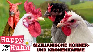 Sizilianische Kronenkämme im Portrait bei Happy Huhn  Hörnerkämme Cornuta Caltanisetta  Siciliana [upl. by Marentic649]