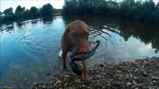 THE VIZSLA  Shorthaired and wirehaired Hungarian Vizsla [upl. by Nipahc627]