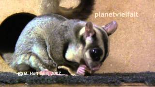 Kurzkopfgleitbeutler Petaurus breviceps sugar glider [upl. by Anaeco]