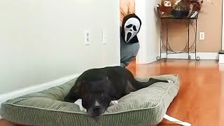 Funniest Pranks On Dogs And Cats 😆 Try Not To Laugh 😂  Animals Life [upl. by Pinkerton]