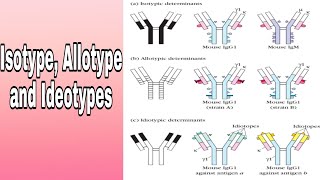 Antibody variation Isotype Allotype and Ideotypes [upl. by Orlanta]