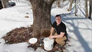 How to Make Maple Syrup [upl. by Sivaj982]