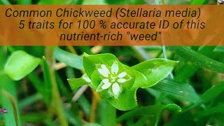 Chickweed Stellaria media 5 ways to 100 accurate ID a quotweedquot on par with spinach nutritionally [upl. by Rakel]