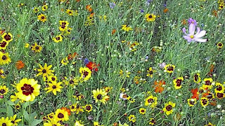 How To Plant A Wildflower Meadow Part II [upl. by Durno]