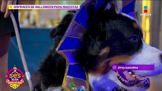 Los DISFRACES más BONITOS para tu perrito en Hallowen  Sale el Sol [upl. by Llertal]