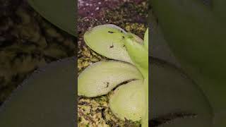 벌레잡이제비꽃 티나 벌레잡는 식물  Pinguicula Tina  Insectivorous Plant [upl. by Ybrad]