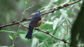 コチャバラオオルリ（1）迷鳥（タイ）  Rufousbellied Niltava  Wild Bird  野鳥 動画図鑑 [upl. by Nalhsa]