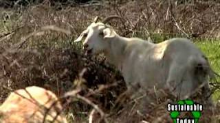 Goats Eradicate Invasive Plants Naturally [upl. by Edurtreg581]