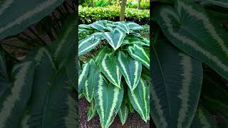 Schismatoglottis plant plants nature nurseryrhymes viralreels video views natureplants 🍃🍃🍃🍃🍃🍃 [upl. by Tletski909]