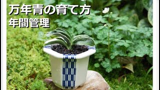 【万年青の育て方・年間管理】万年青の生長期、休眠期、自生地から、水やり、肥料、病害虫、植え替え、置き場が決まります【万年青の豊明園】【OMOTO Calendar and Management】 [upl. by Luapleahcim]