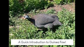 A Quick Introduction to Guinea Fowl and their Eggs [upl. by Sivet]