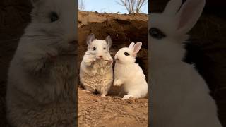 The little rabbit snatched the chinchillas stick and ate it Rabbit Cute Pet Debut Plan [upl. by Nuawad621]