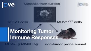 Orthotopic Model Serous Ovarian CancerImmunocompetent Mice Tumor Imaging l Protocol Preview [upl. by Esiuol]