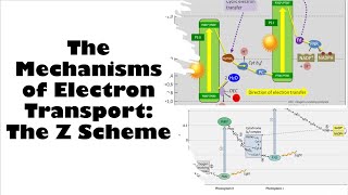 The Mechanisms of Electron Transport The Z Scheme [upl. by Shantee]