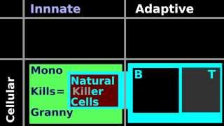 Lymphocyte Histology Natural Killer Cell Helper T Cytotoxic T cell B plasma antibody nucleus [upl. by Arthur]