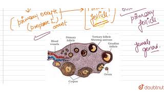 i How many primary follicles are left in each ovary in a human female at puberty  ii Draw a [upl. by Atinej]