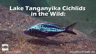 Lake Tanganyika Cichlids in the Wild People and places [upl. by Barta480]