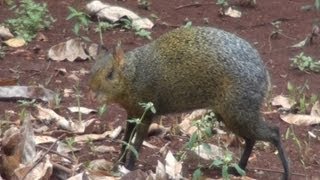 CUTIA DASYPROCTA AGOUTI DASYPROCTA AGUTI [upl. by Loma]