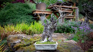 Quaking Aspen Bonsai Second Styling [upl. by Itram58]