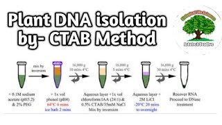 Plant DNA extraction by CTAB Method [upl. by Bettye431]