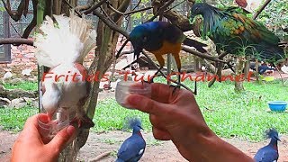 Exotic amp Fancy birds  Nicobar pigeon Crowned dove Indian Fantail Longtailed glossy starling [upl. by Anitsenre419]