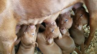 Cimarron puppies snack time 83021 [upl. by Lowell818]