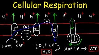 Cellular Respiration [upl. by Elboa]