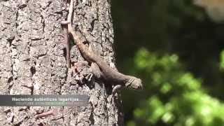 Funny lizard pushups  Lagartijas haciendo lagartijas Full HD [upl. by Lulita129]