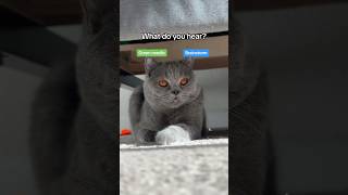 What do you hear Green needle or brainstorm britishshorthair greenneedle brainstorm cats [upl. by Duer]