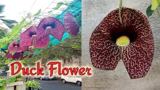 Aristolochia grandiflora the pelican flower Duck Flower [upl. by Denise]