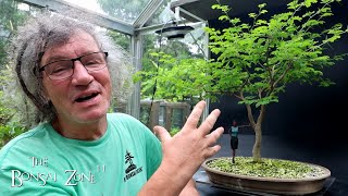 Pruning My Brazilian Rain Tree and Updates The Bonsai Zone June 2024 [upl. by Fawna]