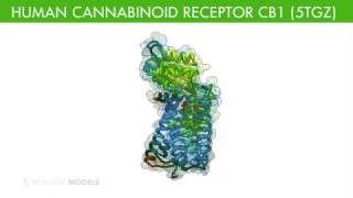 Cannabanoid Receptor Complex [upl. by An]