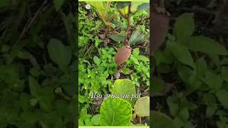 Kiwiplant kiwifruit creeperfruitplant plantinfo garden [upl. by Assirahc]