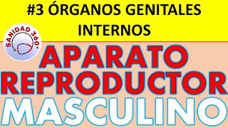 03 🔴 ANATOMÍA de los ÓRGANOS GENITALES INTERNOS MASCULINOS  ANATOMÍA APARATO REPRODUCTOR MASCULINO [upl. by Aicnerolf572]