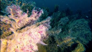 Sea Snot killing the undersea life in the Mediterranean Sea [upl. by Ennaeirrac]