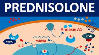 Prednisolone  Mechanism side effects precautions amp uses [upl. by Irrej]