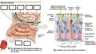 Olfactory Pathway  cellular components of olfactory epithelium by DrAbhishek kumar [upl. by Delaryd]