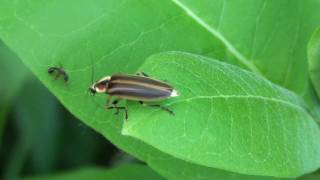 Photuris Firefly Lampyridae Photuris on Leaf [upl. by Hyman]