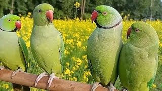 Ringneck Talking Parrot Natural SoundsVoice [upl. by Eisac]