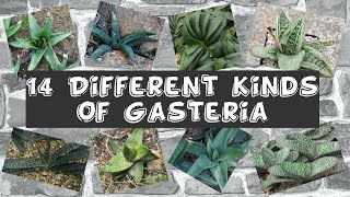 14 Different Kinds Of Gasteria [upl. by O'Dell205]